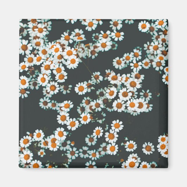 Imán Daisy Daisies Floral (Frente)