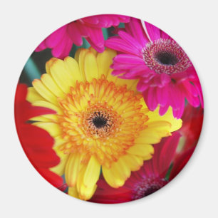 Imán Daisy Daisy ~ Magnet