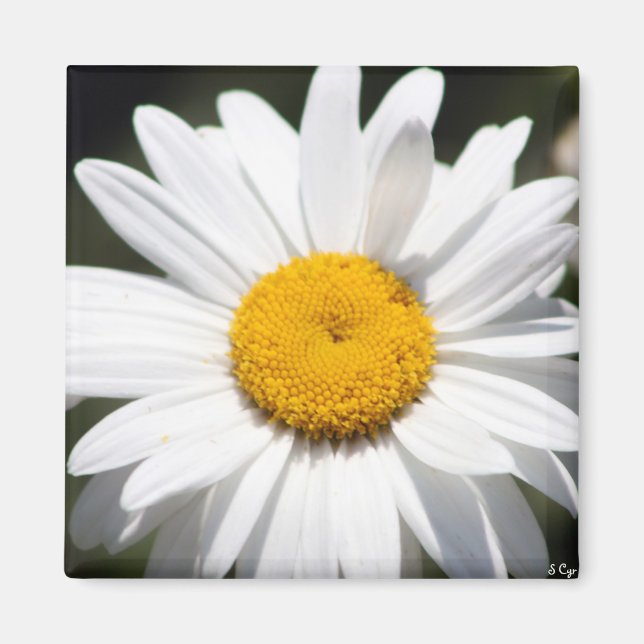 Imán Daisy Darling (Frente)