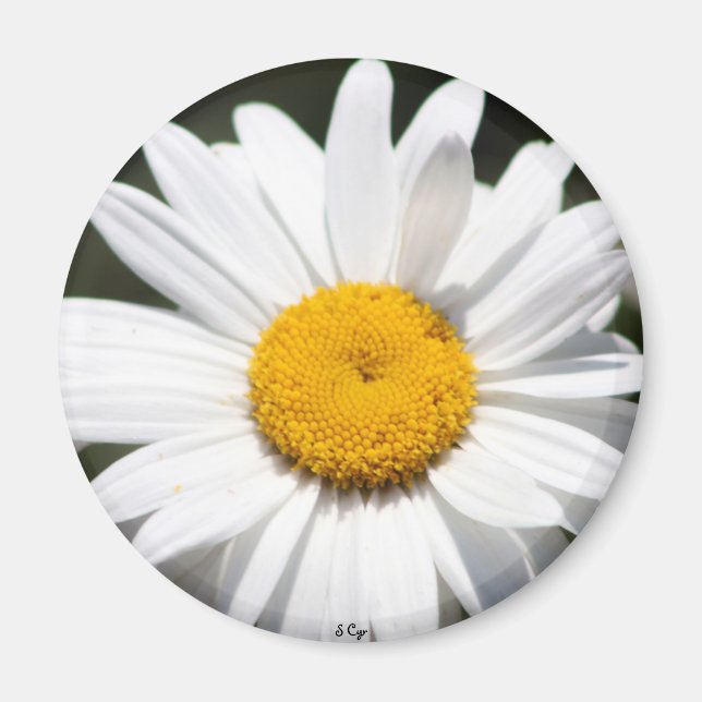 Imán Daisy Darling (Frente)
