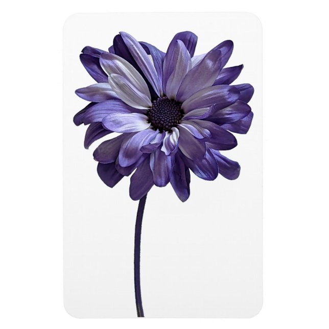 Imán Daisy Flower Photo Magnet (Vertical)