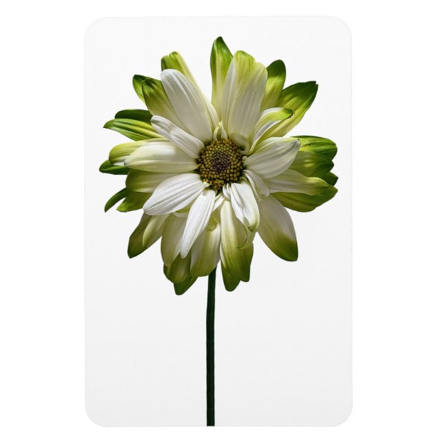 Imán Daisy Flower Photo Magnet (Vertical)