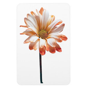 Imán Daisy Flower Photo Magnet