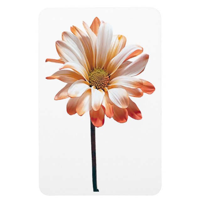 Imán Daisy Flower Photo Magnet (Vertical)