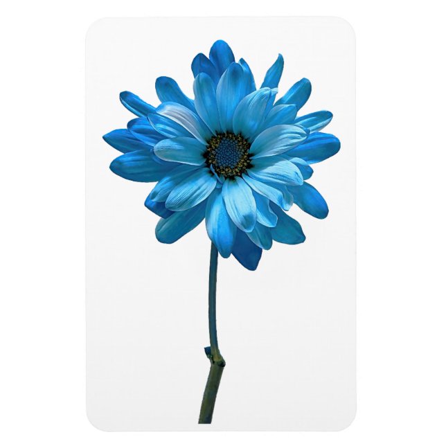 Imán Daisy Flower Photo Magnet (Vertical)