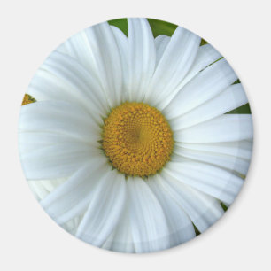 Imán Daisy Fridge Magnet Alegre Flor Daisy Regalos
