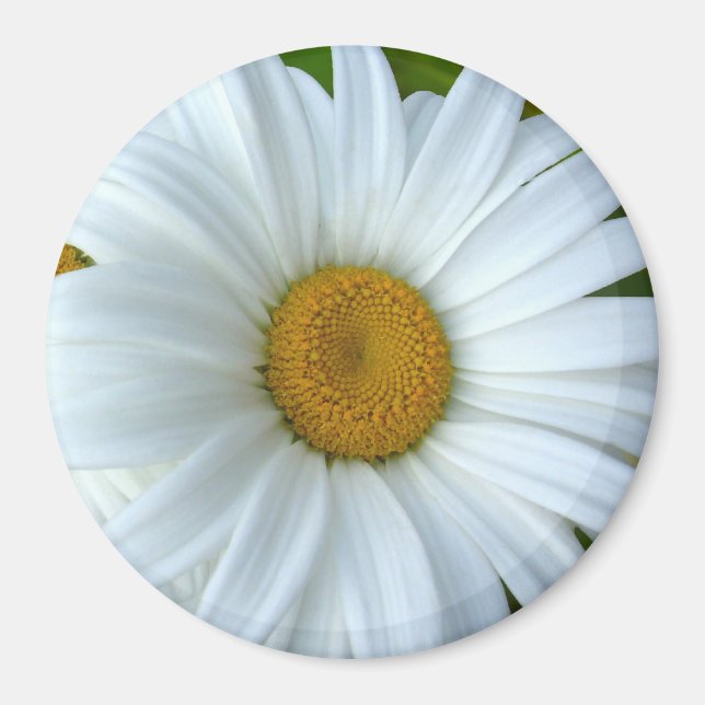 Imán Daisy Fridge Magnet Alegre Flor Daisy Regalos (Frente)
