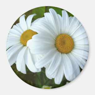 Imán Daisy Fridge Magnet Alegre Flor Daisy Regalos