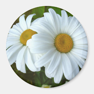 Imán Daisy Fridge Magnet Alegre Flor Daisy Regalos
