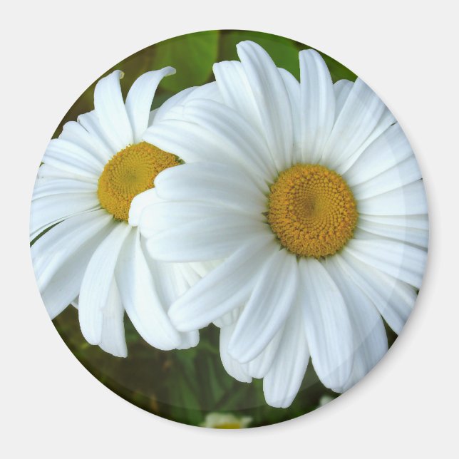 Imán Daisy Fridge Magnet Alegre Flor Daisy Regalos (Frente)