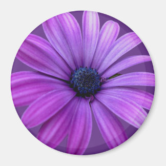 Imán Daisy Fridge Magnet Flor azul Daisy Regalos