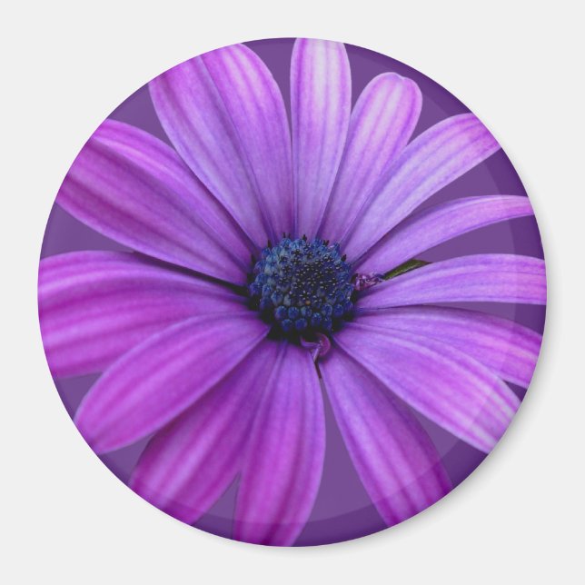 Imán Daisy Fridge Magnet Flor azul Daisy Regalos (Frente)