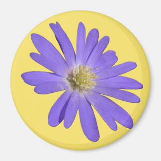 Imán Daisy Fridge Magnet Flor azul Daisy Regalos