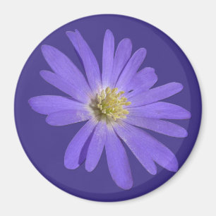 Imán Daisy Fridge Magnet Flor azul Daisy Regalos