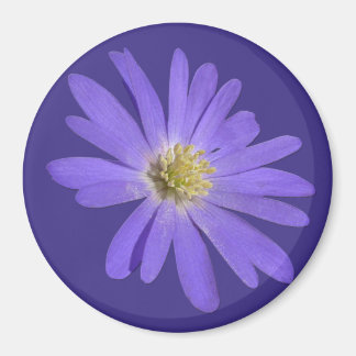 Imán Daisy Fridge Magnet Flor azul Daisy Regalos
