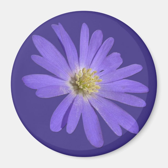 Imán Daisy Fridge Magnet Flor azul Daisy Regalos (Frente)