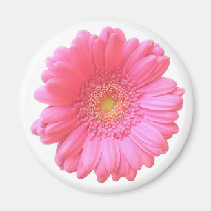 Imán Daisy gerbera rosada