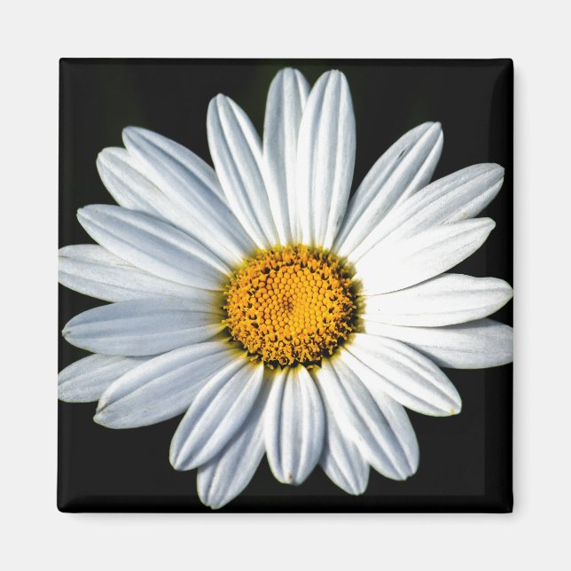 Imán Daisy Mae Magnet (Frente)