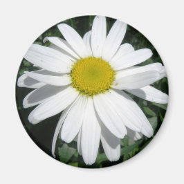 IMÁN DAISY MAGNET