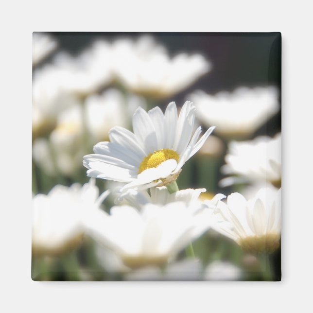 Imán Daisy Magnet (Frente)