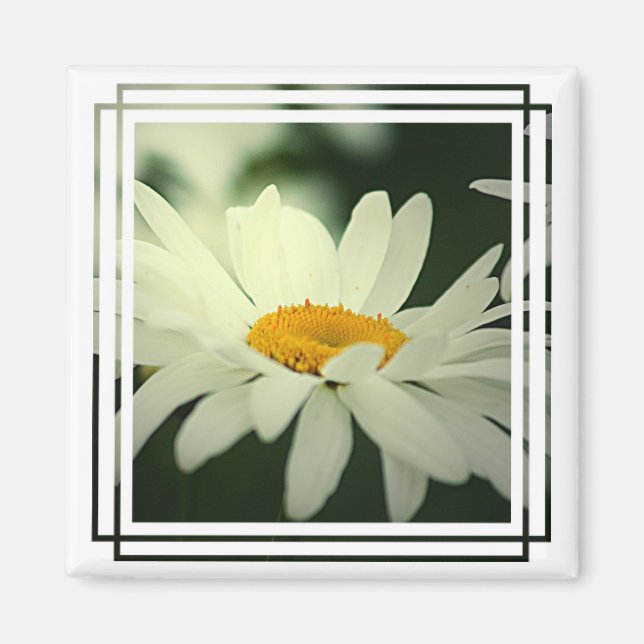 Imán Daisy Magnet (Frente)