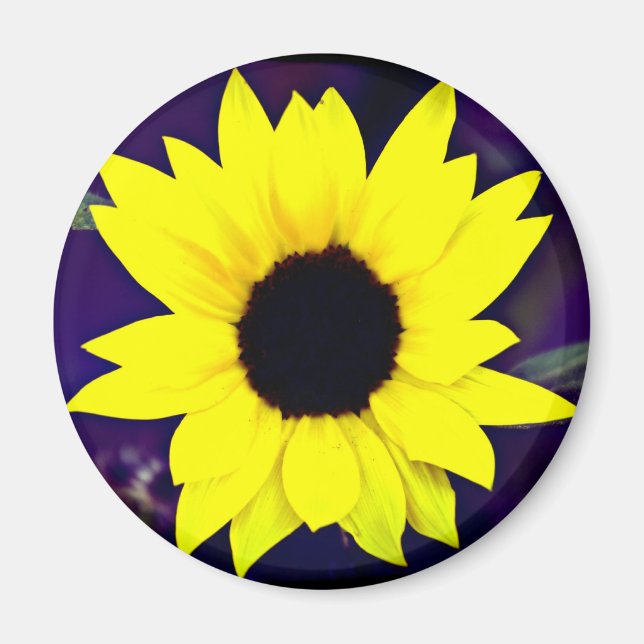 Imán Daisy Magnet (Frente)