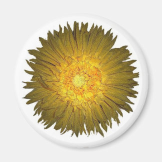 Imán Daisy Magnet