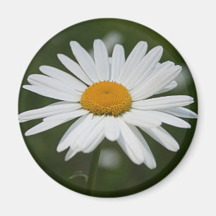Imán Daisy Magnet