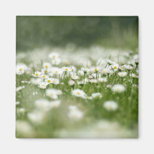 Imán Daisy Meadow
