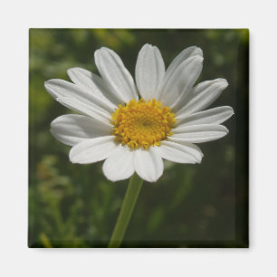 Imán Daisy Photo Magnet