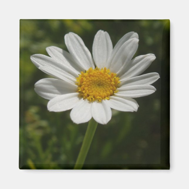 Imán Daisy Photo Magnet (Frente)