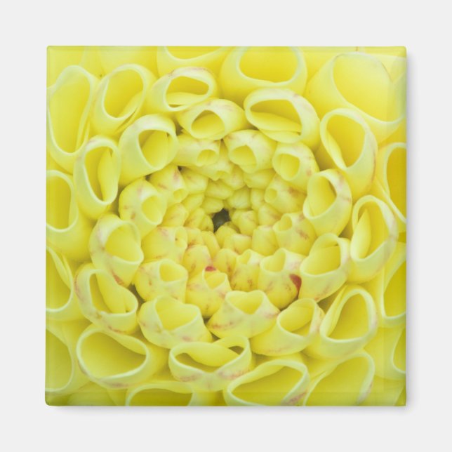 Imán Dalia (Frente)