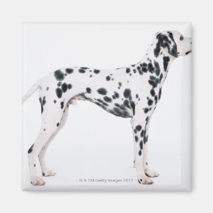 Imán Dalmatian 3
