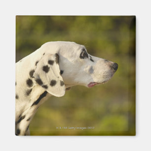 Imán Dalmatian 4