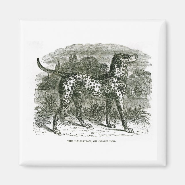 Imán Dalmatian Magnet (Frente)