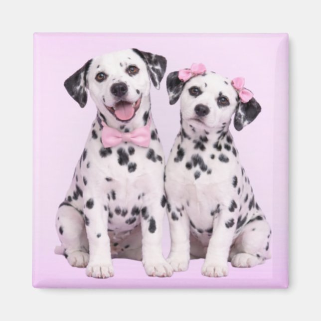 Imán Dalmatian Puppy Love – Valentine Dog Couple Magnet (Frente)