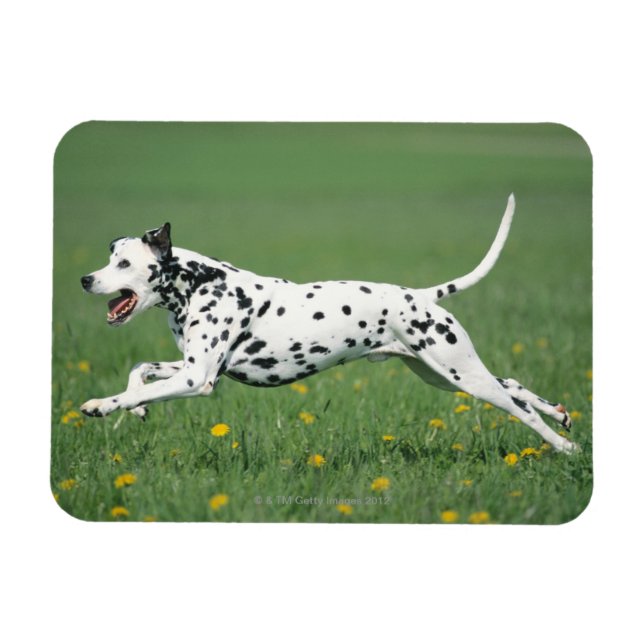 Imán Dalmatian Running (Horizontal)