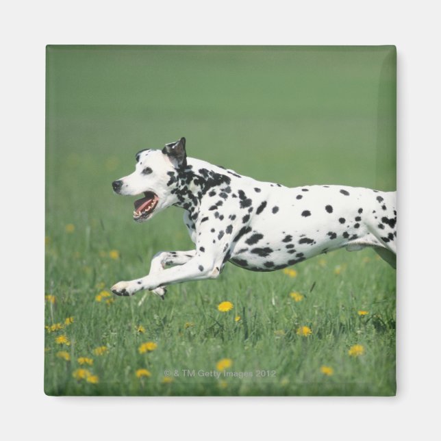 Imán Dalmatian Running (Frente)