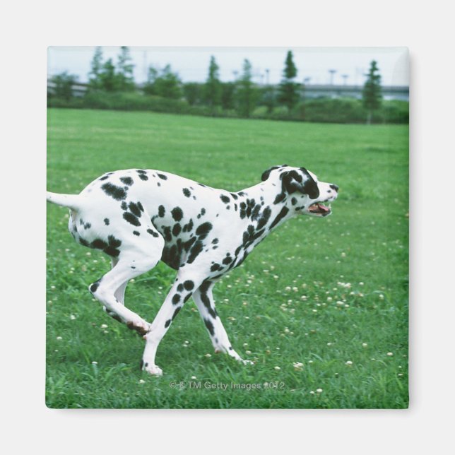 Imán Dalmatiano (Frente)