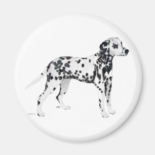 Imán Dalmatiano
