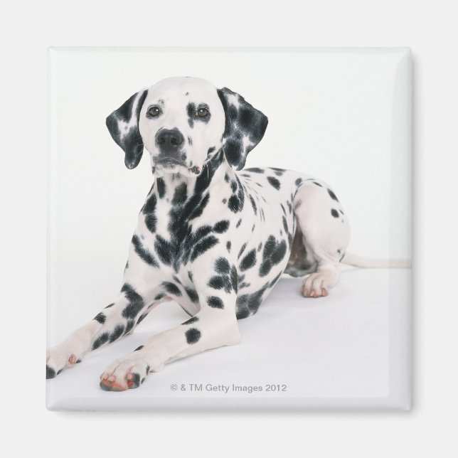 Imán Dalmatiano 4 (Frente)