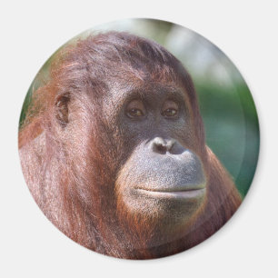 Imán Dama de Orangutan
