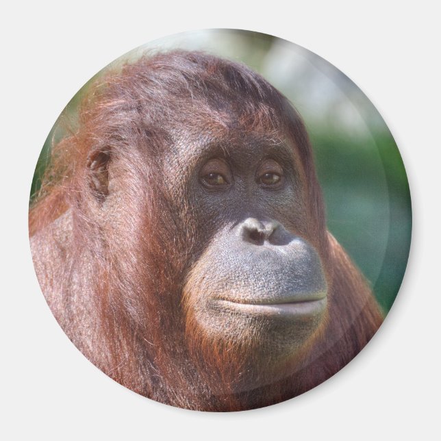Imán Dama de Orangutan (Frente)