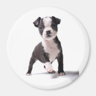 Imán Dame tu pata de Boston Puppy Magnet