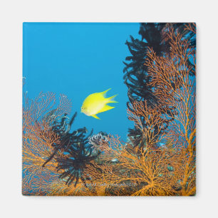 Imán Damselfish de oro (Amblyglyphidodon aurífero)