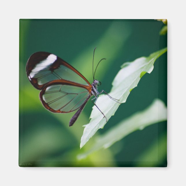 Imán Dana Magnet (Frente)