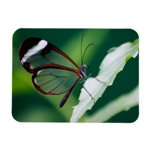 Imán Dana Premium Magnet