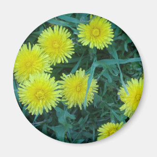 Imán Dandelion