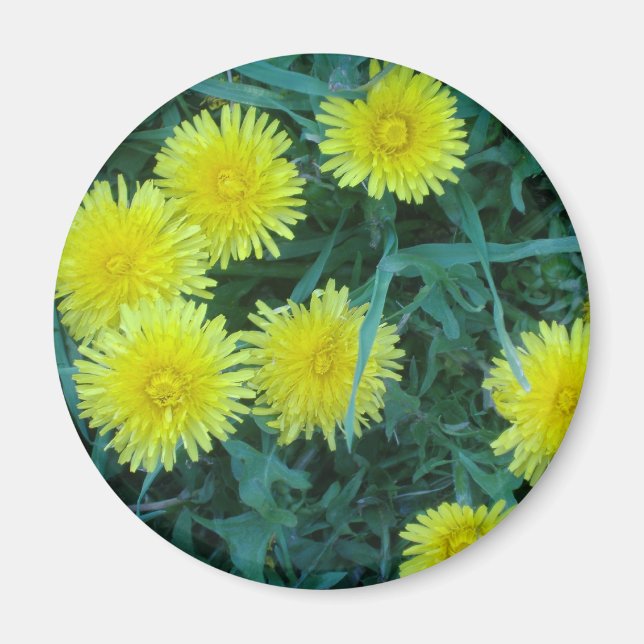 Imán Dandelion (Frente)