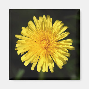 Imán Dandelion